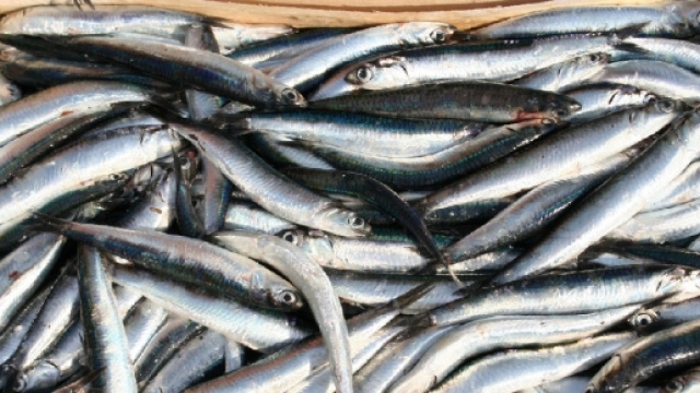 Acciughe al macero: scoppia il caso a Genova