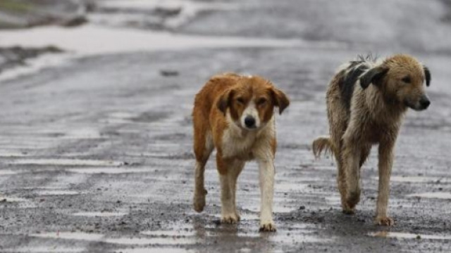Bonus fiscale2016 per l'adozione di cani randagi.