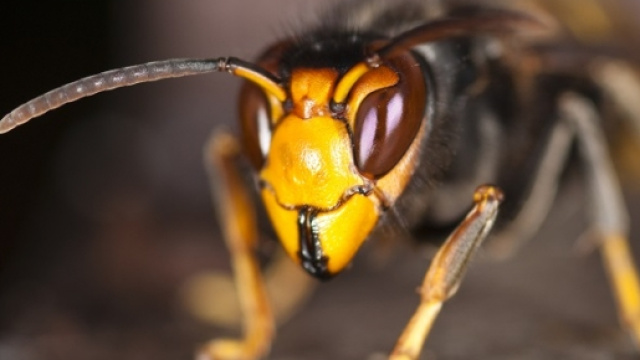 Torna il Calabrone Killer anche quest'estate