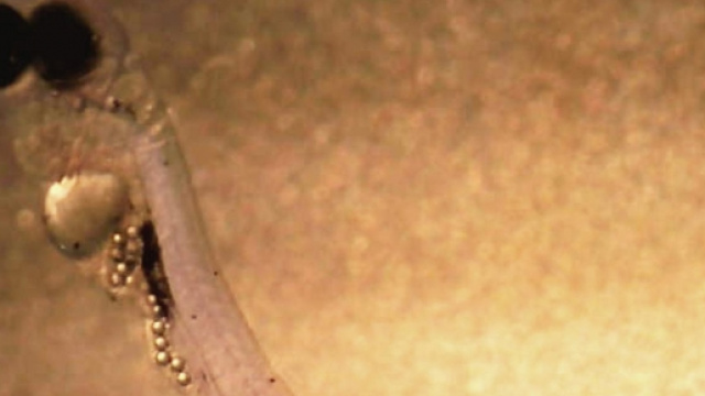 Larve di pesce persico del Mar Baltico che hanno riempito il loro stomaco con micro particelle di plastica. CREDIT Oona L&ouml;nnstedt