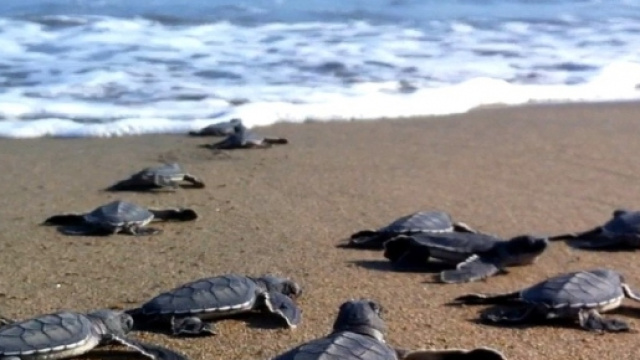 Piccoli di tartaruga 'Caretta caretta'.