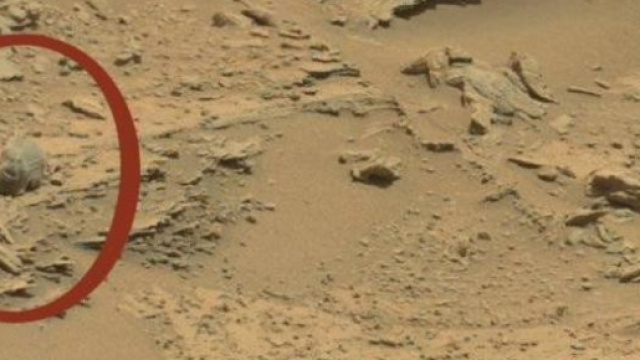 Ufo: teschio di strana creatura su Marte?