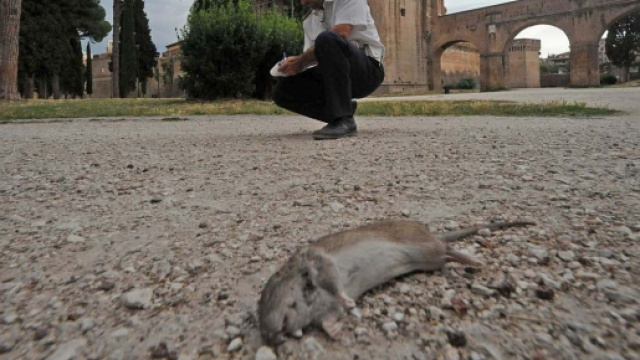 Roma, i topi invadono la Capitale
