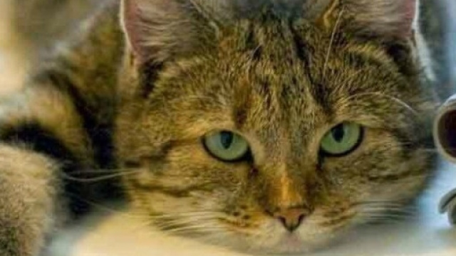 Gatti in aula per ridurre lo stress degli esami.