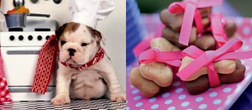 Protetores de animais est&atilde;o optando por receitas caseiras para os bichinhos