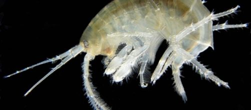 De acordo com cientistas, at&eacute; mesmo a mais profunda fossa oce&acirc;nica da Terra est&aacute; polu&iacute;da.