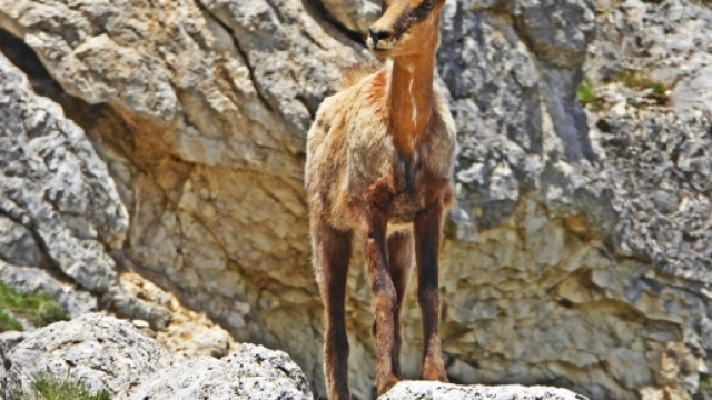 Camoscio Appenninico a Forca Resuni, Parco Nazionale d'Abruzzo