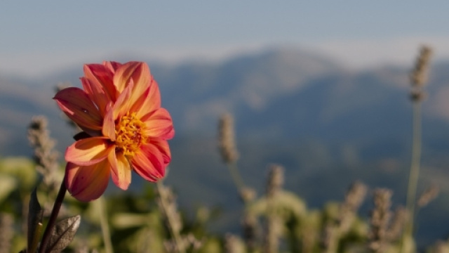 Fiore stagione estiva in montagna