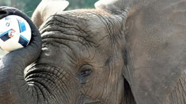 l'elefantessa Nelly ha "scelto" la sua Germania