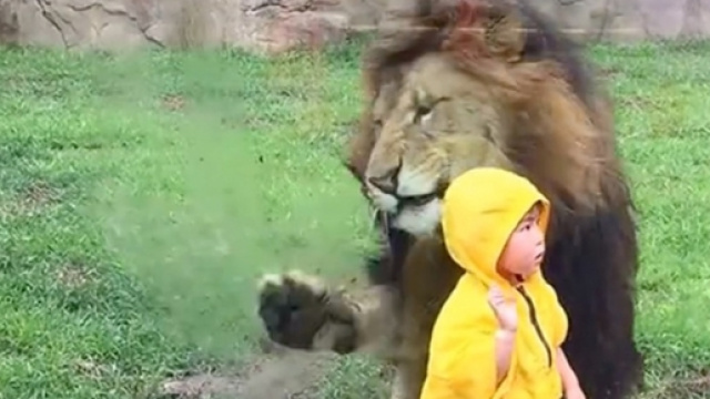 Giappone: leone tenta di assalire bimbo.