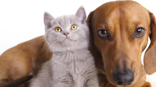 la filariosi nel cane e nel gatto