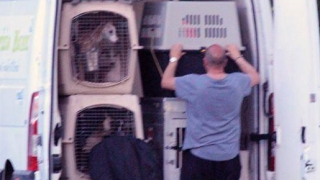 Strage di cani alla 21&deg; esposizione cinofila di Rende, il furgone incriminato