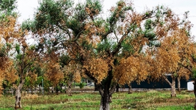 Gli ulivi essiccati dal virus Xylella.