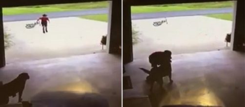 V&iacute;deo mostra crian&ccedil;a invadindo casa e roubando abra&ccedil;o de cachorro