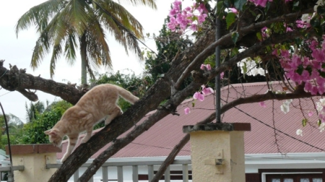 La chatte d'Isaac Newton s'appelait Marion