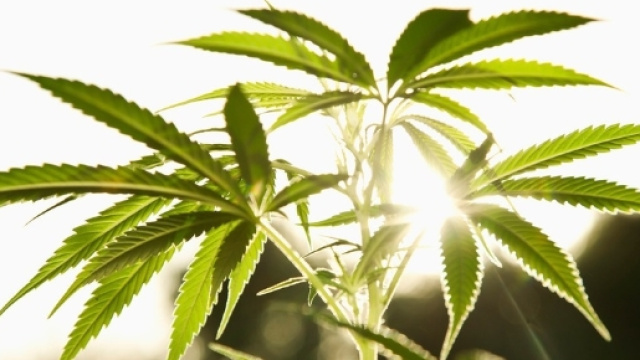 In Italia si accende il dibattito su legalizzazione cannabis - herb.co