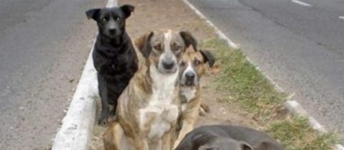 C&atilde;es de rua abandonados (Foto meramente ilustrativa)