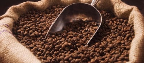 El Salvador disminuye m&aacute;s del 40% de exportaciones de caf&eacute; en ... - revistasumma.com