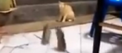 Ratos se enfrentam ao melhor estilo MMA. Cr&eacute;dito da imagem: Fail Channel