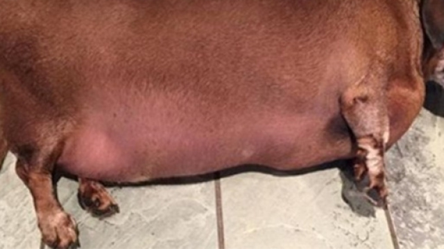 Vincent quando pesava ben 15 kg