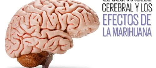 El cannabis afecta al 'cableado' de nuestro cerebro.