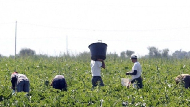 Lavoro dei braccianti agricoli nei campi