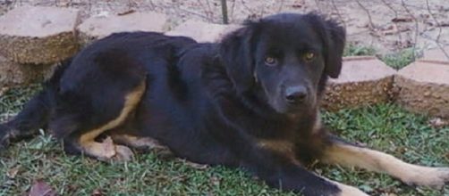 It's hoped that thousands of dogs just like Hogan will be adopted through the Clear the Shelters event on Saturday/Photo via Marie Anne St. Jean