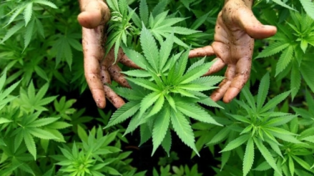 piantagione di cannabis che potr&agrave; diventare legale nel nostro paese