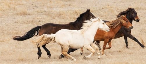 Brumby Horses by TIGEROSdev on DeviantArt - deviantart.com