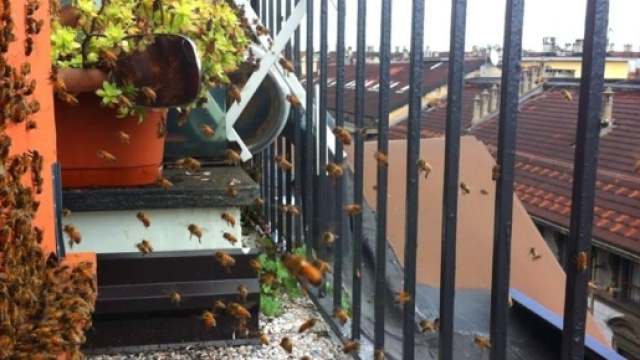 Miele autoprodotto sul balcone di casa
