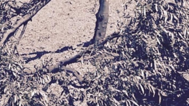 attentato della ndrangheta:tagliati alberi d'ulivo