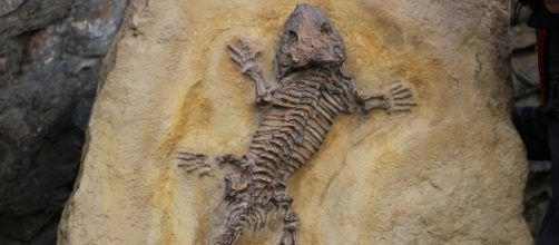 Pelos, plumas y escamas comparten el mismo ancestro