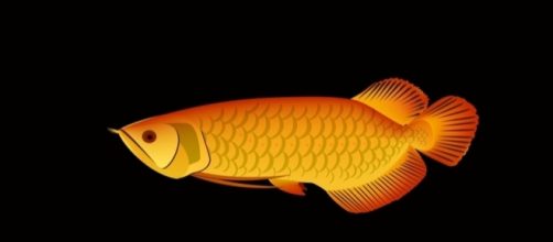 The Masters Review | &ldquo;The Golden Arowana&rdquo; by William Pei Shih - mastersreview.com