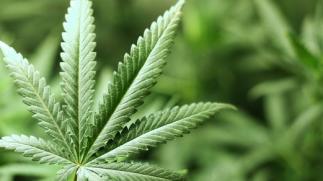 Una Foglia di Marjuana raccolta.