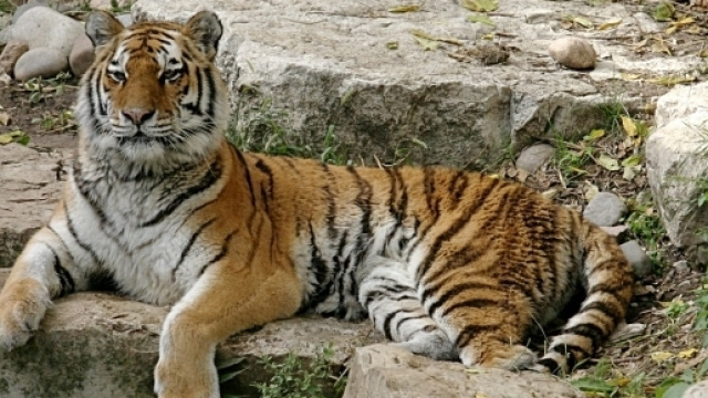 Giornata mondiale della tigre, 29 luglio 2016