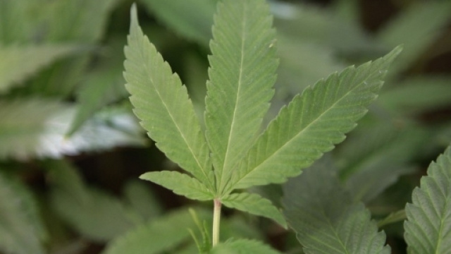 Legalizzazione cannabis, tutto rinviato