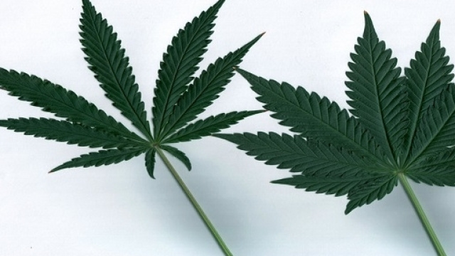 Legalizzazione cannabis: Roberto Saviano spiega perch&eacute; pu&ograve; indebolire la mafia.