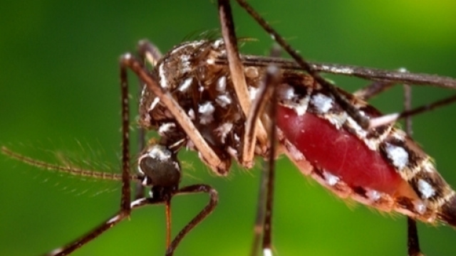 I virus Zika colpisce in Spagna e allarma l'Organizzazione Mondiale della Sanit&agrave;