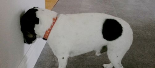 Isso pode ser um sintoma de doen&ccedil;a grave no seu pet