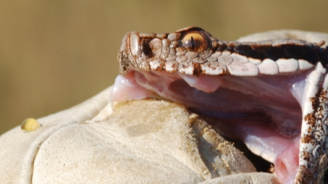 Giuseppe Lisieri &egrave; stato attaccato da una vipera mentre sistemava la legna.