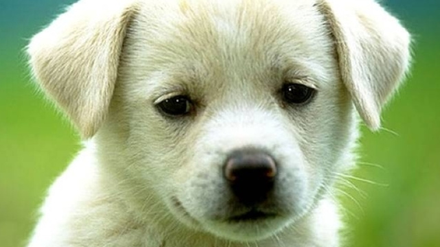 Multa da 3000 euro per aver lasciato il cane in casa da solo.