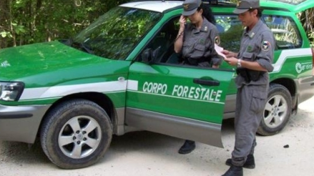 IL corpo Forestale dello Stato sar&agrave; accorpato all'arma dei carabinieri.