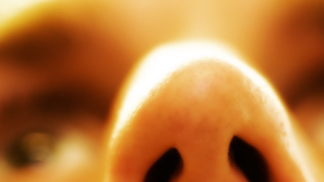 Un batterio naturalmente presente nel naso produce un efficace antibiotico