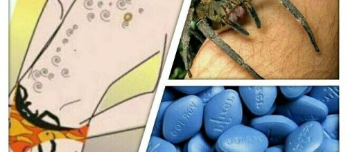 Testes j&aacute; foram feitos com o veneno da picada da aranha armadeira