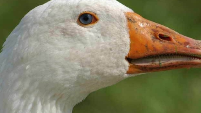 Per difendere le case dai ladri, adesso ci sono le oche!