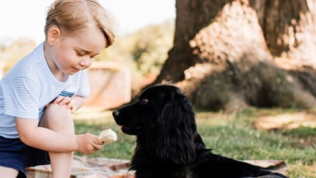 Principino George d'Inghilterra con il cocker Lupo ed il gelato