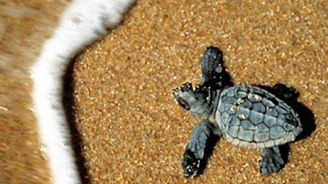 Una tartaruga marina ha scelto la spiaggia di Campus come nido per le sue uova.