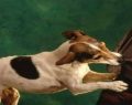 Arrivano le vacanze, non dimenticate di assicurare i vostri cani