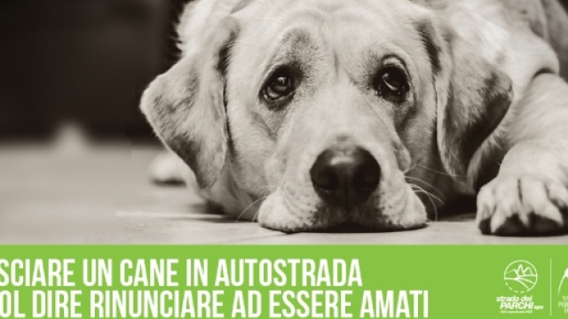 No all'abbandono, ci sono anche le bufale