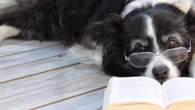 Niente pi&ugrave; ansia da discorso pubblic grazie ai cani